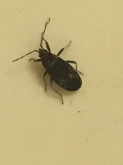 Melacoryphus rubicollis