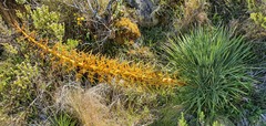 Aciphylla glaucescens