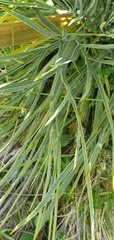 Aciphylla glaucescens