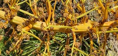 Aciphylla glaucescens