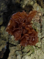 Phaeotremella frondosa