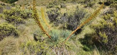 Aciphylla glaucescens