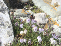 Vanessa gonerilla ida