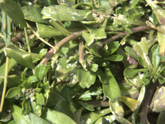 Lepidium oligodontum