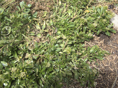 Lepidium oligodontum