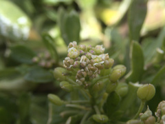 Lepidium oligodontum