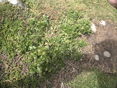 Lepidium oligodontum