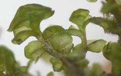 Scapania compacta