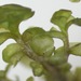 Thick-set Earwort - Photo (c) Sam R, some rights reserved (CC BY-NC), uploaded by Sam R