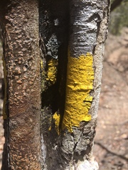 Candelaria concolor