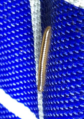 Brachyiulus pusillus