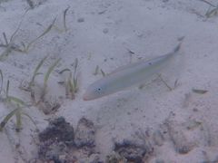 Malacanthus plumieri