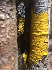 Candelaria concolor
