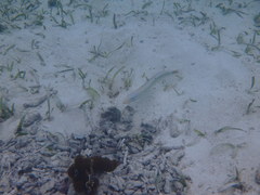 Malacanthus plumieri