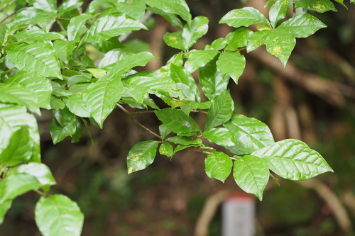 Image of Orixa japonica by (c) harum.koh, some rights reserved (CC BY-SA)