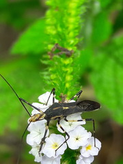 Zelus laticornis