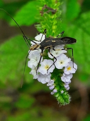 Zelus laticornis