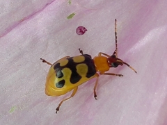 Diabrotica sinuata