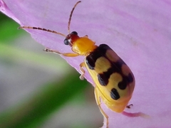 Diabrotica sinuata