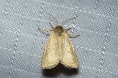 Heliocheilus moribunda