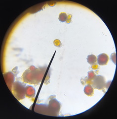 Chlamydomonas nivalis