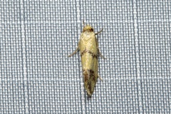 Oecophoridae