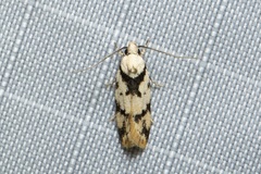 Oecophoridae