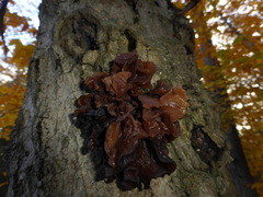 Phaeotremella frondosa