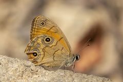Hypocysta euphemia