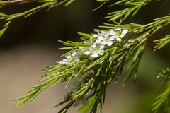 Baeckea linifolia