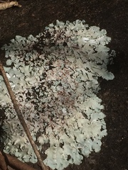 Flavoparmelia caperata
