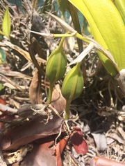Epidendrum ciliare