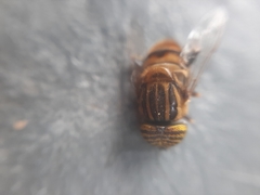 Eristalodes