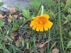 Asteraceae