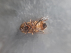 Eristalodes