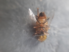 Eristalodes