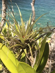 Tillandsia utriculata