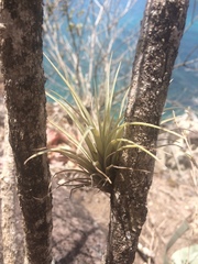 Tillandsia utriculata