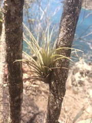 Tillandsia utriculata