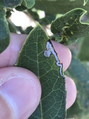 Stigmella heteromelis