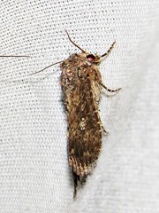 Condica capensis