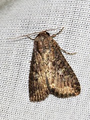 Condica capensis