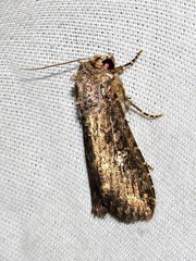 Condica capensis