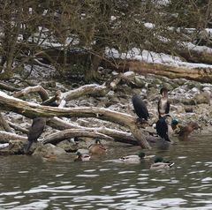 Phalacrocorax carbo