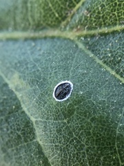 Tetraleurodes perileuca