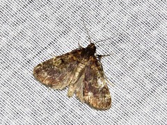 Hydrillodes uliginosalis