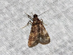 Hydrillodes uliginosalis