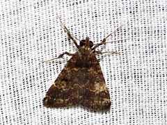 Hydrillodes uliginosalis