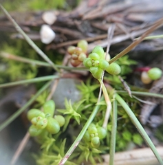 Sedum brevifolium