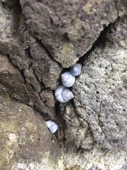 Cenchritis muricatus
